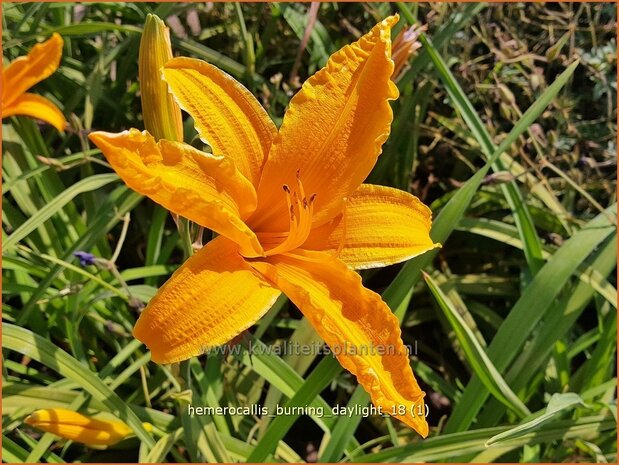 Hemerocallis &#x0027;Burning Daylight&#x0027; | Daglelie | Taglilie