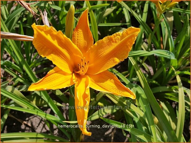 Hemerocallis &#x0027;Burning Daylight&#x0027; | Daglelie | Taglilie