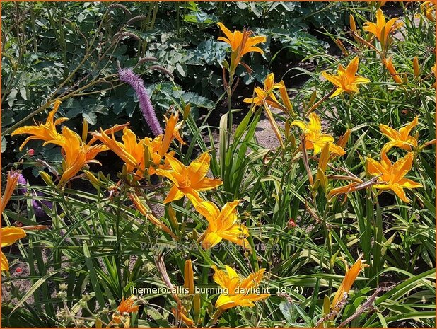 Hemerocallis &#x0027;Burning Daylight&#x0027; | Daglelie | Taglilie