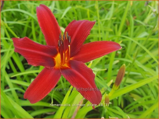 Hemerocallis 'Crimson Pirate' | Daglelie | Taglilie