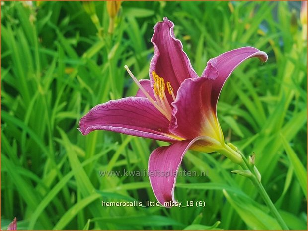 Hemerocallis 'Little Missy' | Daglelie | Taglilie