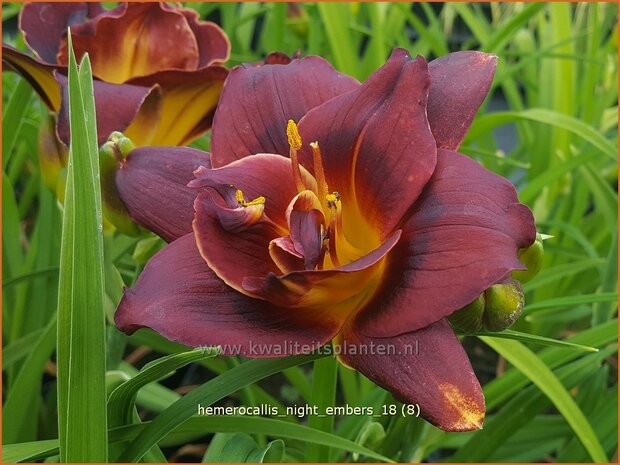 Hemerocallis 'Night Embers' | Daglelie | Taglilie