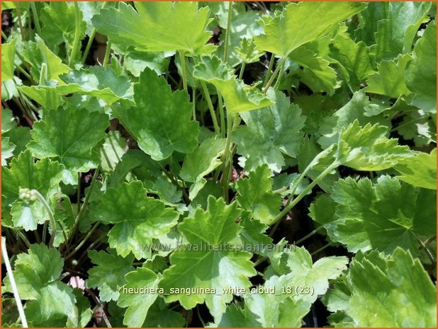 Heuchera sanguinea 'White Cloud' | Purperklokje | Purpurglöckchen