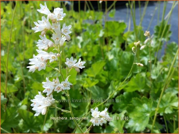 Heuchera sanguinea 'White Cloud' | Purperklokje | Purpurglöckchen