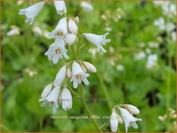 Heuchera sanguinea 'White Cloud' | Purperklokje | Purpurglöckchen