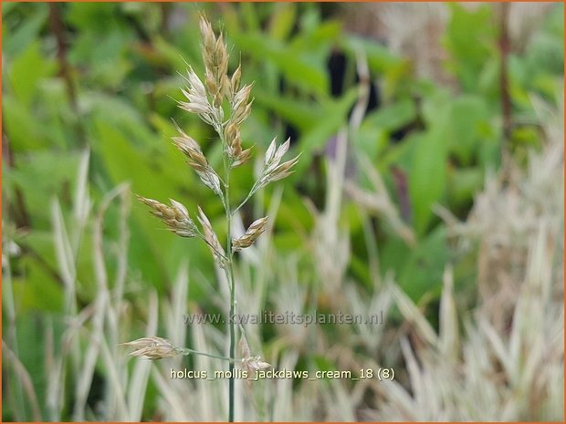 Holcus mollis 'Jackdaw's Cream' | Bonte gladde witbol, Witbol | Weiches Honiggras