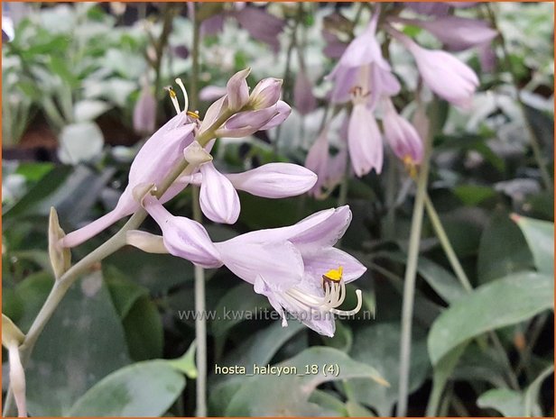 Hosta 'Halcyon' | Hosta, Hartlelie, Funkia | Funkie