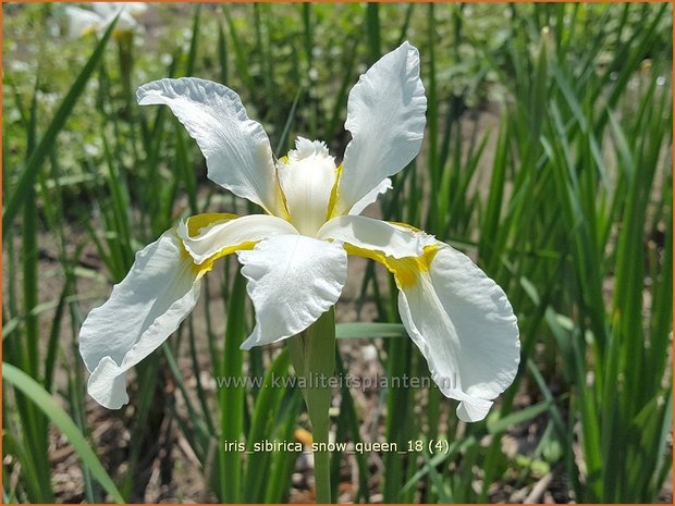 Iris sibirica 'Snow Queen' | Siberische iris, Lis, Iris | Sibirische Schwertlilie