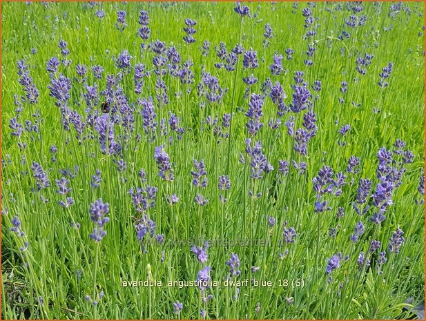 Lavandula angustifolia 'Dwarf Blue' | Gewone lavendel, Echte lavendel, Lavendel | Echter Lavendel