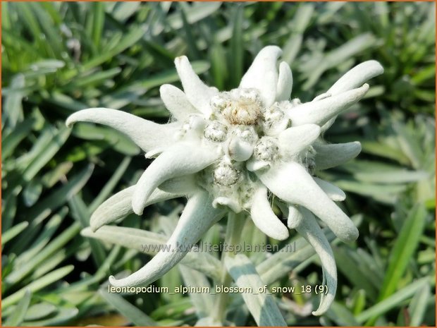 Leontopodium alpinum 'Blossom of Snow' | Edelweiss | Alpen-Edelweiß