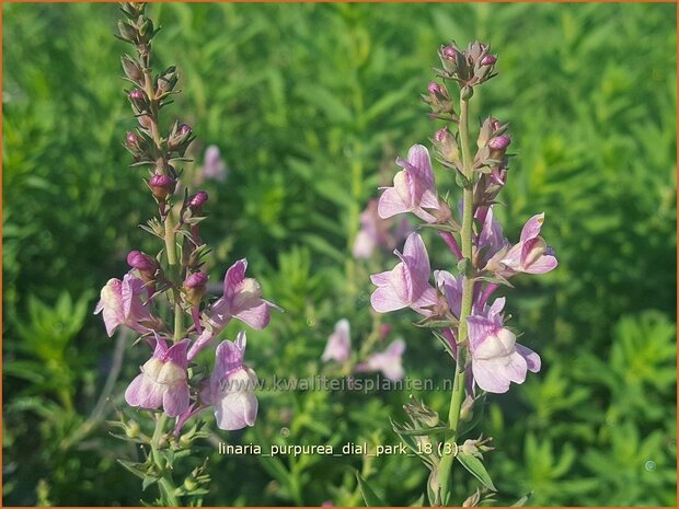 Linaria purpurea 'Dial Park' | Vlasleeuwenbek | Purpurblühendes Leinkraut