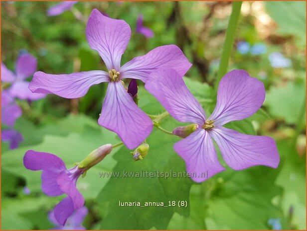 Lunaria annua | Judaspenning | Einjähriges Silberblatt | Money Plant