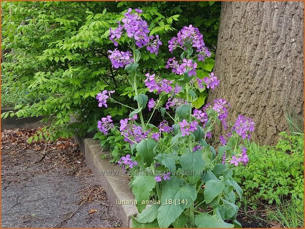 Lunaria annua | Judaspenning | Einjähriges Silberblatt