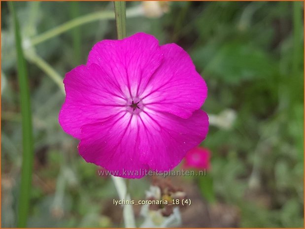 Lychnis coronaria | Prikneus, Zachtlapje | Kronen-Lichtnelke