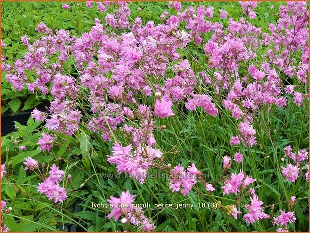 Lychnis flos-cuculi 'Petite Jenny' | Echte koekoeksbloem, Koekoeksbloem | Kuckucks-Lichtnelke