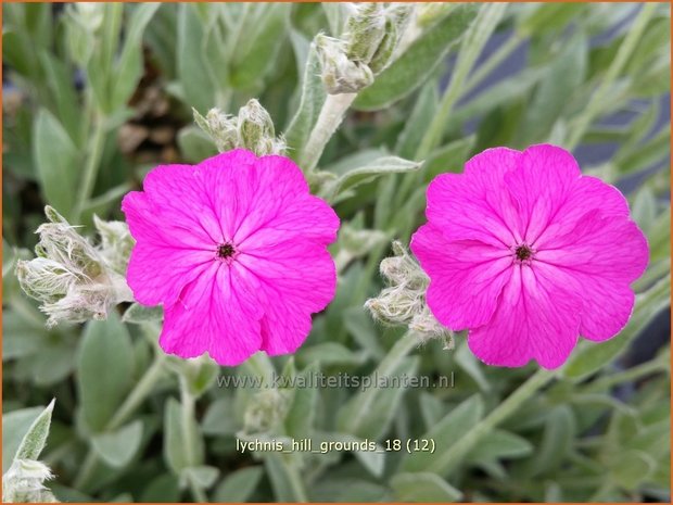 Lychnis 'Hill Grounds' | Koekoeksbloem | Lichtnelke