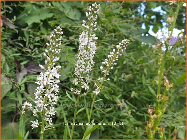 Lysimachia ephemerum | Wederik | Iberischer Felberich