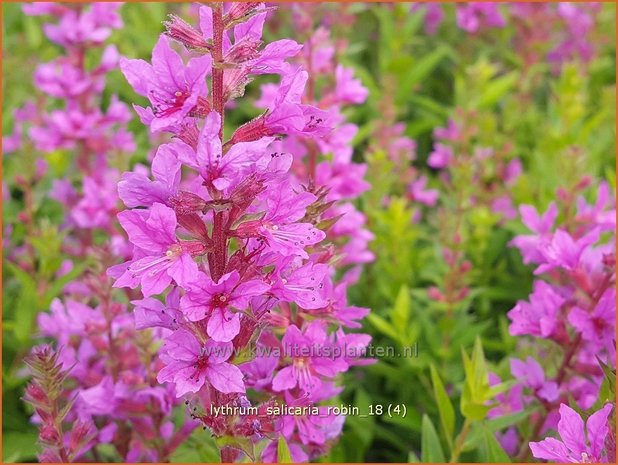 Lythrum salicaria 'Robin' | Kattenstaart | Blutweiderich