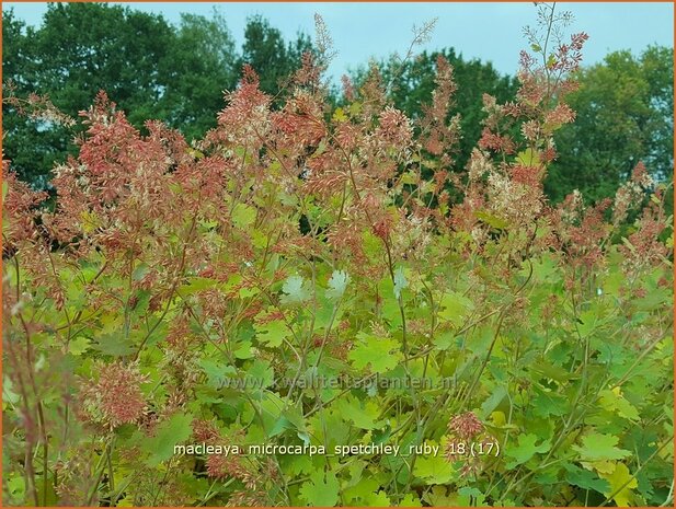 Macleaya microcarpa 'Spetchley Ruby' | Pluimpapaver, Vedermaan | Bräunlichblühender Federmohn