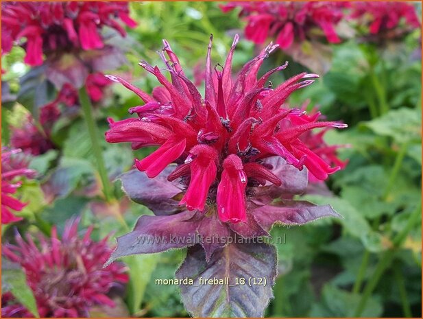 Monarda 'Fireball' | Bergamotplant, Indianennetel | Indianernessel