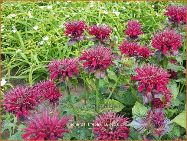 Monarda 'Fireball' | Bergamotplant, Indianennetel | Indianernessel