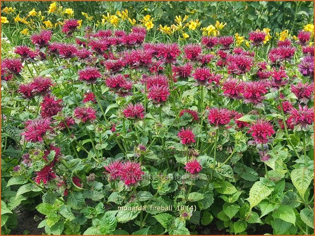 Monarda 'Fireball' | Bergamotplant, Indianennetel | Indianernessel