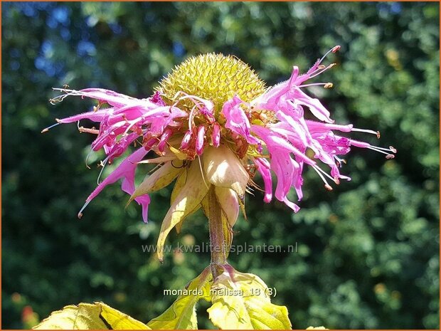 Monarda 'Melissa' | Bergamotplant, Indianennetel | Indianernessel