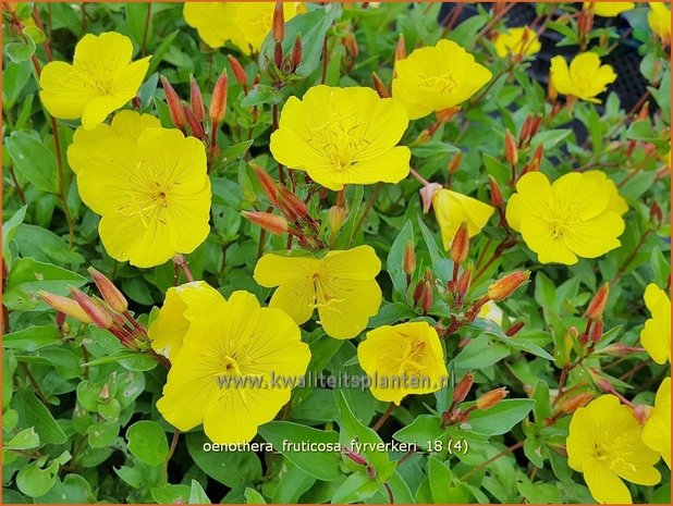 Oenothera fruticosa 'Fyrverkeri' | Teunisbloem | Strauchige Nachtkerze