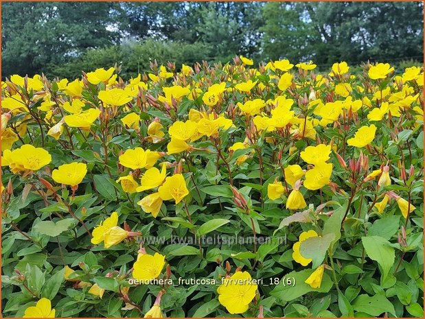 Oenothera fruticosa 'Fyrverkeri' | Teunisbloem | Strauchige Nachtkerze