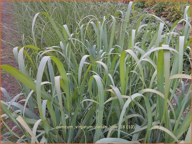 Panicum virgatum 'Dallas Blue' | Vingergras, Parelgierst | Rutenhirse