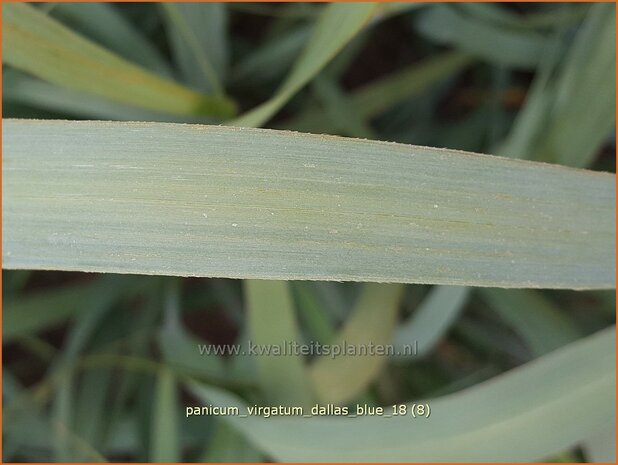 Panicum virgatum 'Dallas Blue' | Vingergras, Parelgierst | Rutenhirse