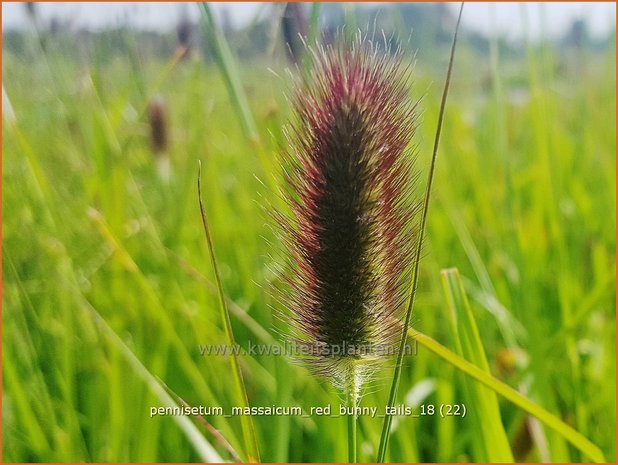 Pennisetum messacum 'Red Bunny Tails' | Slangenkop, Schildpadbloem | Bartfaden