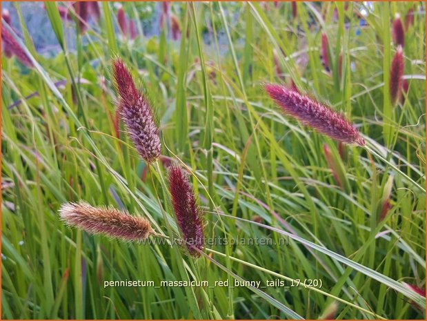 Pennisetum messacum 'Red Bunny Tails' | Slangenkop, Schildpadbloem | Bartfaden