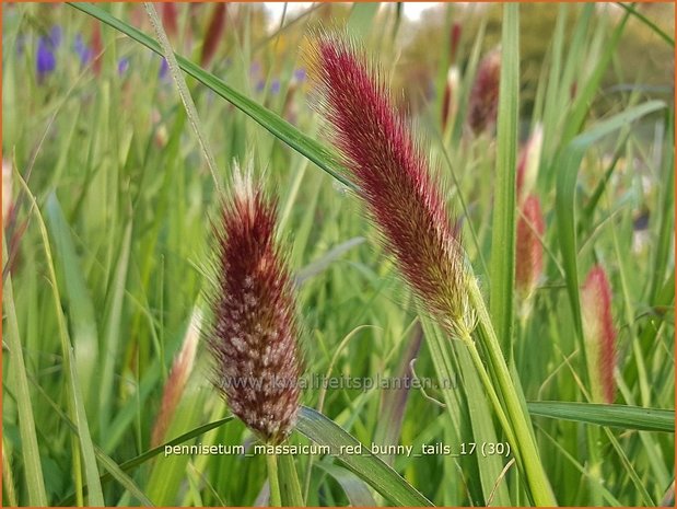 Pennisetum messacum 'Red Bunny Tails' | Slangenkop, Schildpadbloem | Bartfaden