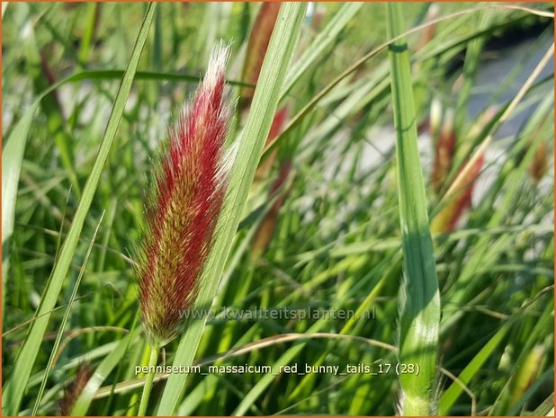 Pennisetum messacum 'Red Bunny Tails' | Slangenkop, Schildpadbloem | Bartfaden