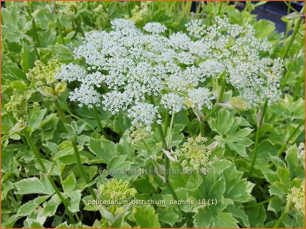 Peucedanum ostruthium 'Daphnis' | Meesterwortel, Varkenskervel | Haarstrang