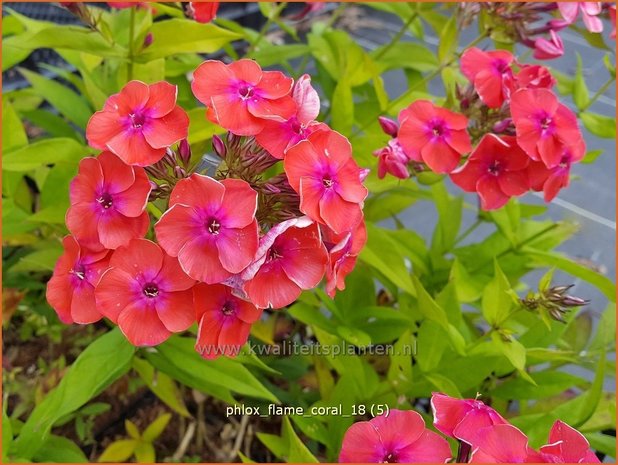 Phlox 'Flame Coral' | Hoge vlambloem, Vlambloem, Flox, Floks | Hohe Flammenblume