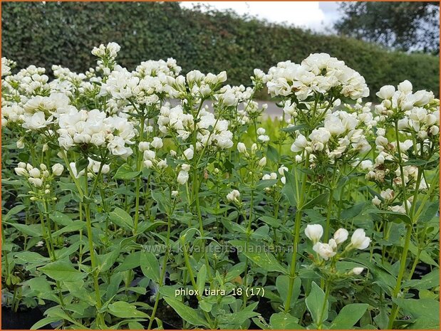 Phlox 'Tiara' | Hoge vlambloem, Vlambloem, Flox, Floks | Hohe Flammenblume