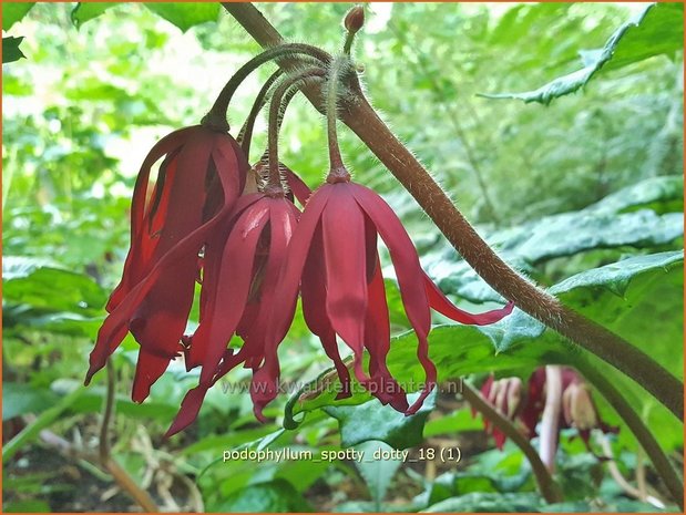 Podophyllum &#x0027;Spotty Dotty&#x0027; | Voetblad, Indische alruinwortel, Meiappel | Fu&#x00df;blatt