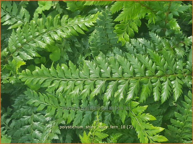 Polystichum 'Shiny Holly Fern' | Naaldvaren | Schildfarn