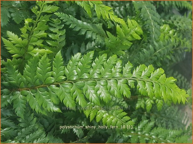 Polystichum 'Shiny Holly Fern' | Naaldvaren | Schildfarn