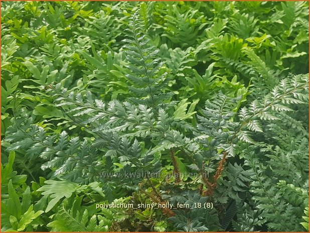 Polystichum 'Shiny Holly Fern' | Naaldvaren | Schildfarn