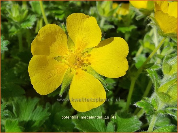 Potentilla megalantha | Ganzerik | Großblütiges Fingerkraut