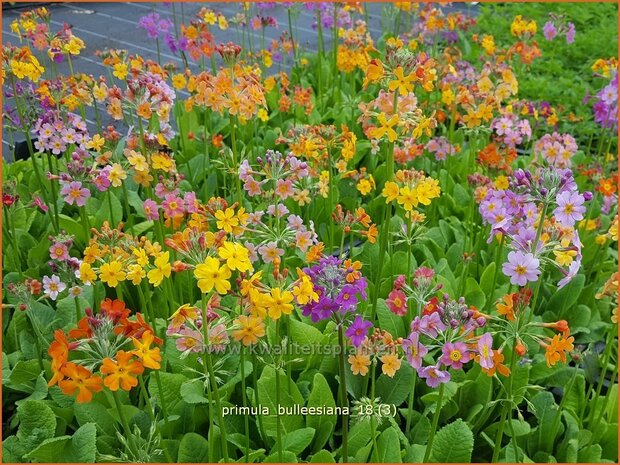 Primula bulleesiana | Etageprimula, Sleutelbloem | Terrakotta-Etagen-Schlüsselblume