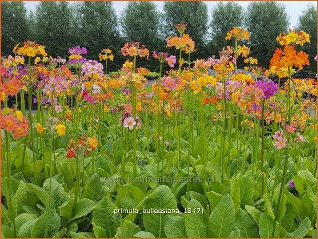 Primula bulleesiana | Etageprimula, Sleutelbloem | Terrakotta-Etagen-Schlüsselblume