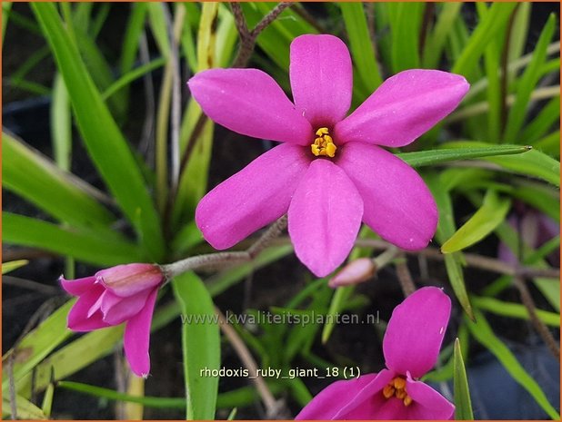 Rhodoxis 'Ruby Giant' | Rapsterretje, Sterretjesgras | Grasstern