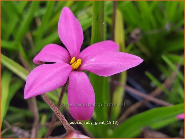 Rhodoxis 'Ruby Giant' | Rapsterretje, Sterretjesgras | Grasstern