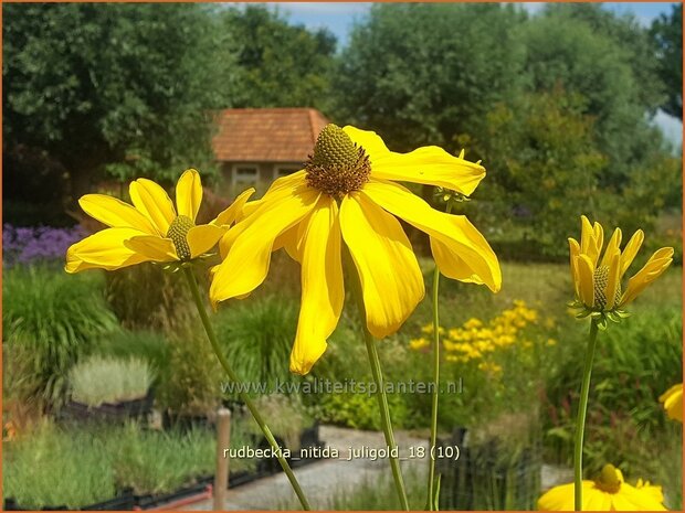 Rudbeckia nitida 'Juligold' | Zonnehoed | Fallschirm-SonnenhutRudbeckia nitida 'Juligold' | Zonnehoed | Fal