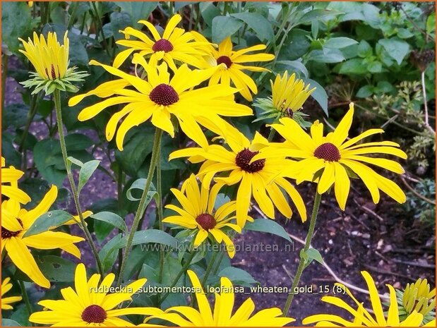 Rudbeckia subtomentosa 'Loofahsa Wheaton Gold' | Zonnehoed | Schwachfilziger Sonnenhut