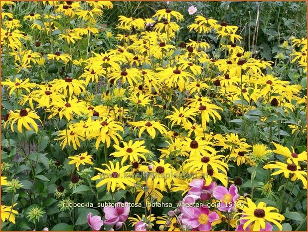 Rudbeckia subtomentosa 'Loofahsa Wheaton Gold' | Zonnehoed | Schwachfilziger Sonnenhut